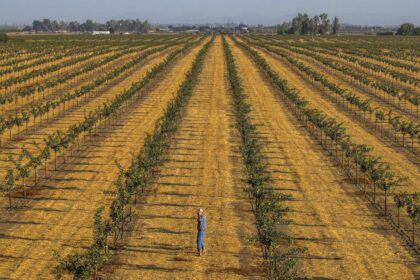 A trade war under Trump would bring major losses for California agriculture, experts warn