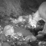 A mountain lion spotted in Griffith Park spurred hope. He is now believed dead