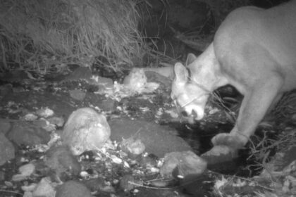 A mountain lion spotted in Griffith Park spurred hope. He is now believed dead