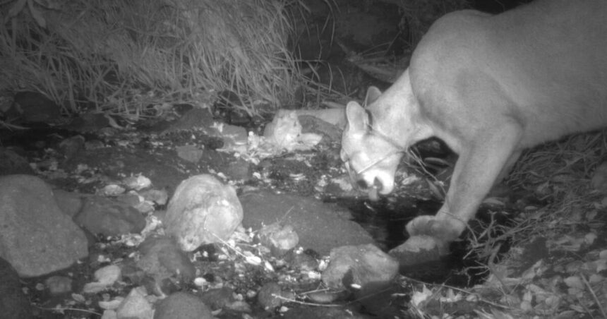 A mountain lion spotted in Griffith Park spurred hope. He is now believed dead