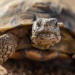 'Gitmo' in the Mojave: How the Marines are saving endangered desert tortoises