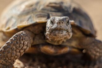 'Gitmo' in the Mojave: How the Marines are saving endangered desert tortoises