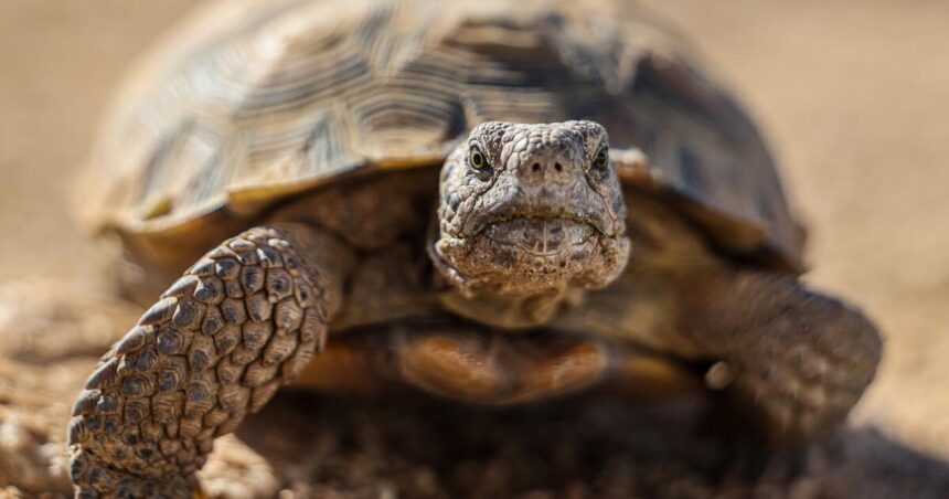 'Gitmo' in the Mojave: How the Marines are saving endangered desert tortoises