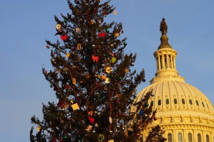 Why the Forest Service is encouraging people to cut Christmas trees on public lands (with permits)