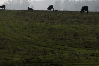 With government shutdown looming, what happens to bird flu surveillance?