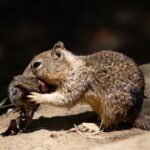 California squirrels are now apparently hunting and eating other rodents