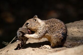 California squirrels are now apparently hunting and eating other rodents