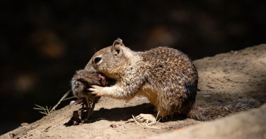 California squirrels are now apparently hunting and eating other rodents