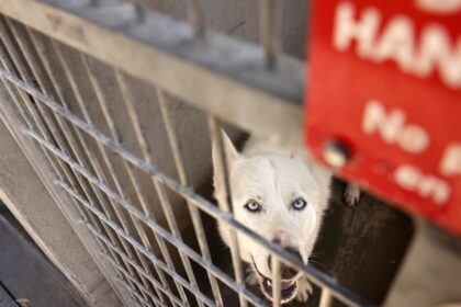 Head of troubled L.A. Animal Services steps down amid high euthanasia rates, overcrowding