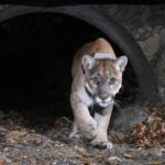 L.A.'s mountain lions become more nocturnal to avoid people. Does it come at a cost?