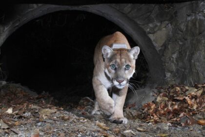 L.A.'s mountain lions become more nocturnal to avoid people. Does it come at a cost?