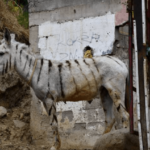 Tijuana's famous 'Zonkeys' find new home at Ranch near Ensenada