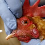 'Worrisome' mutations found in H5N1 bird flu virus isolated from Canadian teenager